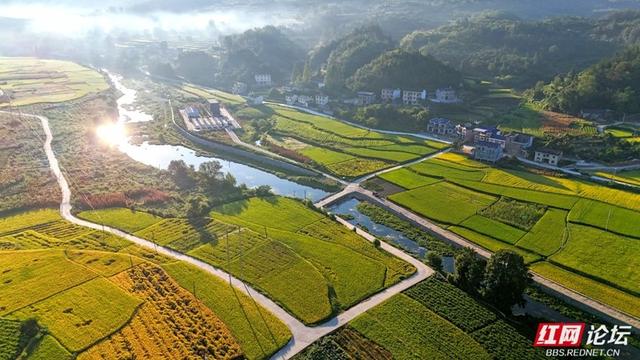青山碧水伴稻浪，这里是诗意的湘西小镇
