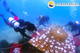定好闹铃！5月14日12点317株珊瑚认养和30个免费潜水种植体验名额等你来抢图片