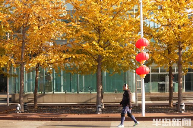 澳门路银杏树披“金甲”