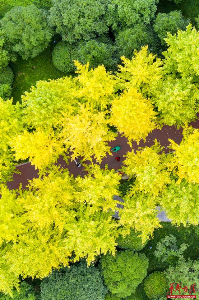 美到词穷！湖南秋叶观赏指南等你收藏