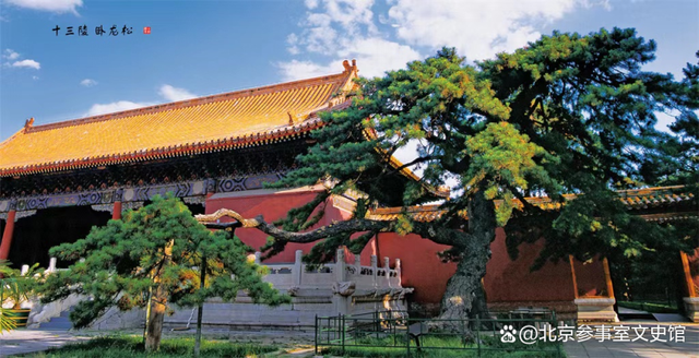 图说北京之北京油松