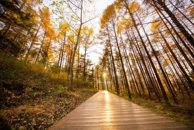 一路秋色一路景，图们走起！