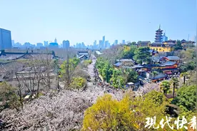 南京春日限定归来！快来鸡鸣寺邂逅粉色浪漫图片