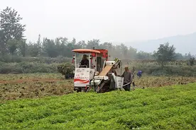 潞城区辛安泉镇续村：果实累累好“丰”景 花生丰产促增收图片
