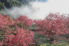 高清组图｜云南大理千亩茶园的万株樱花绚烂绽放图片