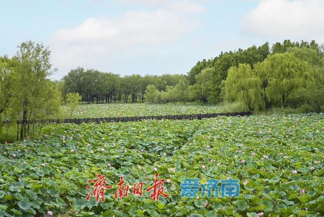 一年四季 泉在济南丨莲叶田田夏意浓