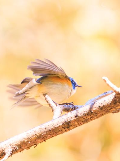 西安冬季观鸟指南 赴一场“飞羽之约”