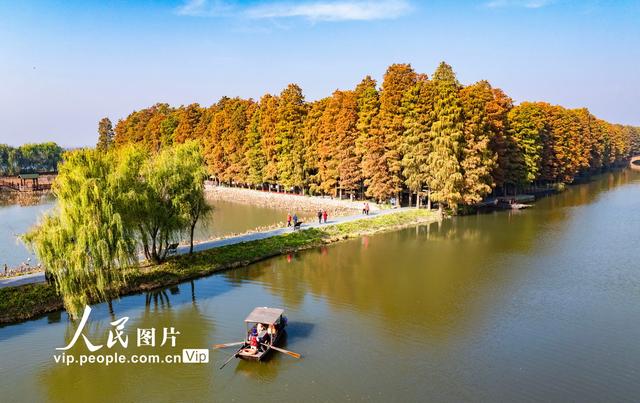 江苏兴化：湿地公园冬景如画