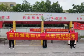 初夏枇杷诱人香 五月禁毒人倍忙图片