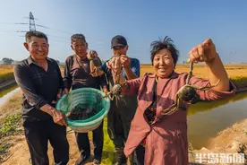 “中药”滋补增产提质，稻蟹共养迎丰收图片