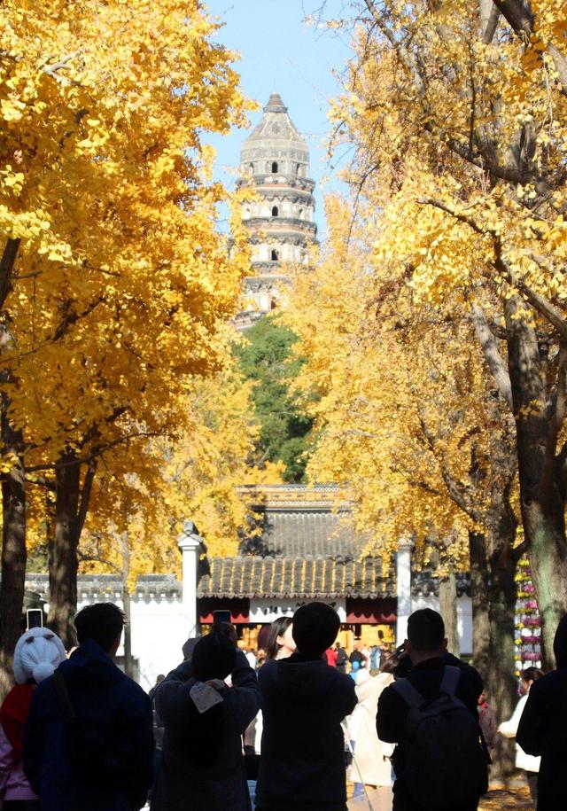 江苏：游苏州虎丘 赏金色银杏