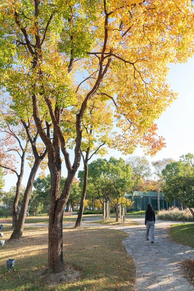 湖光金叶织秋韵