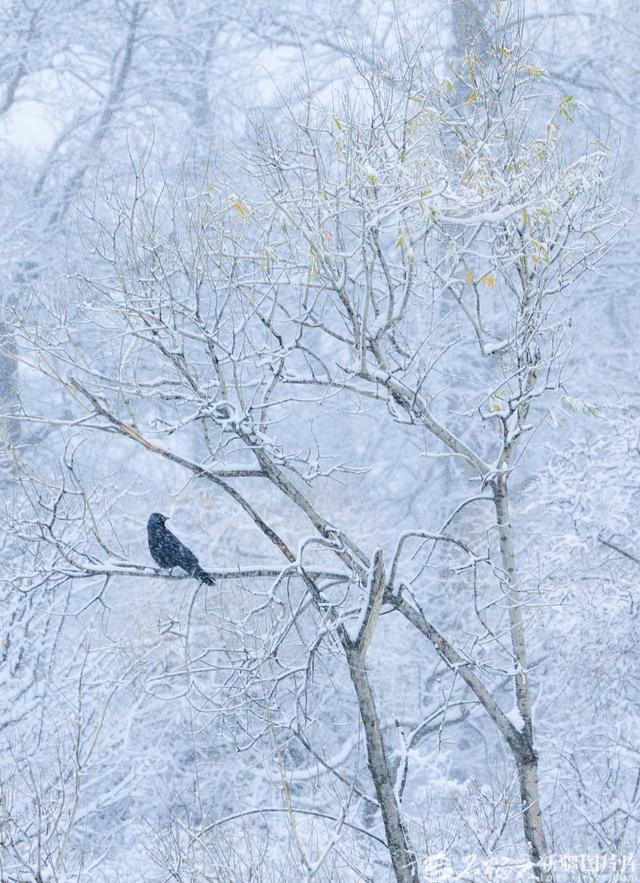 那拉提：雪花轻舞绘就清雅丹青