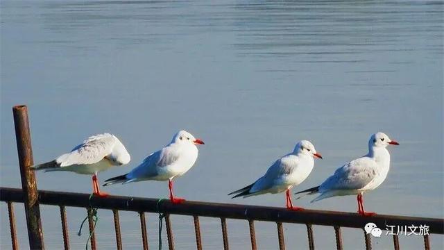 跟着海鸥追鸥气！打卡云南湖光的冬日诗意栖居