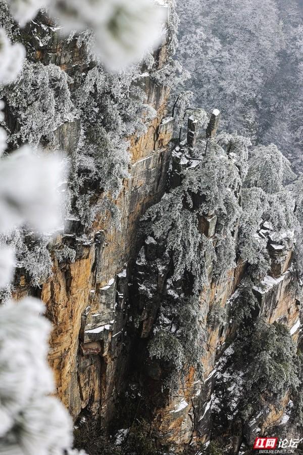 【每日一图@湖南】张家界冬日限定奇观！峰林裹银装，雾凇美出圈