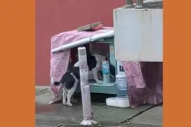 居民自费在小区为流浪猫安置喂食器，没几天就被邻居砸了？图片