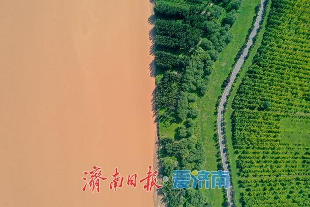 一年四季 泉在济南丨金色长廊映黄河，济南百里生态画卷徐徐展开