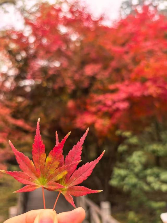 香山彩叶变色率已达75%-85%，这12处捡秋点位超出片