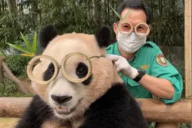 旅韩熊猫“福宝”将回国，姜爷爷和宋爷爷哭成泪人图片
