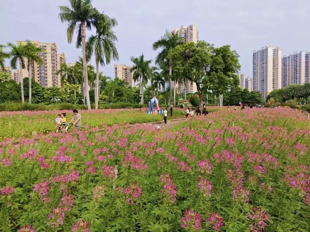 南宁秋日赏花攻略，带你一键解锁这份限定版的秋花图鉴！