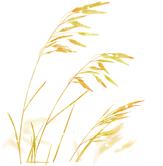 一眼心动！周末邂逅北京芦花漫舞，超有秋日feel~