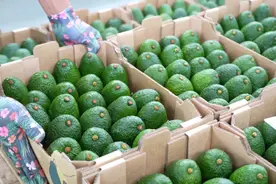 132箱！云南首批牛油果成功出口新加坡图片