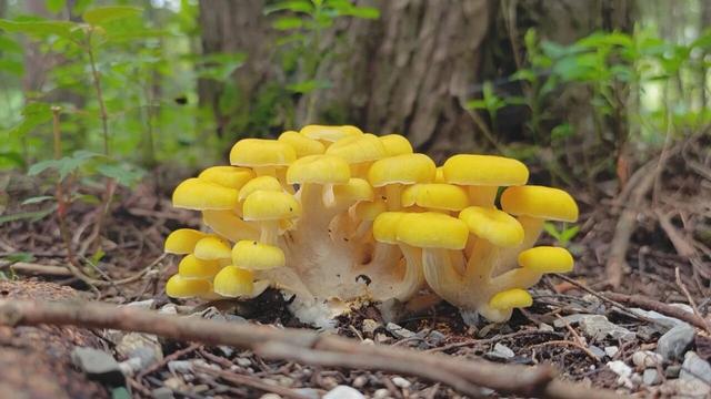 大理蝴蝶泉景区积极打造“采菌游”基地