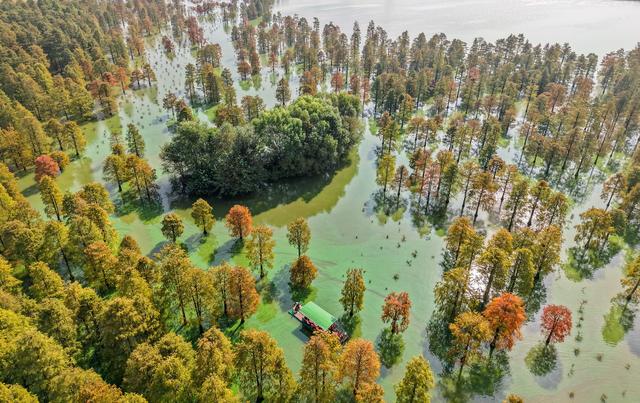 庐江万株池杉浓烈“红妆”吸引游客打卡