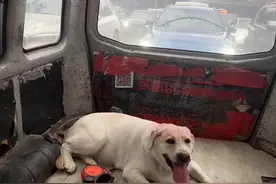 带狗狗打车多次被拒载 携宠出行如何走向便利化？｜封面深镜图片