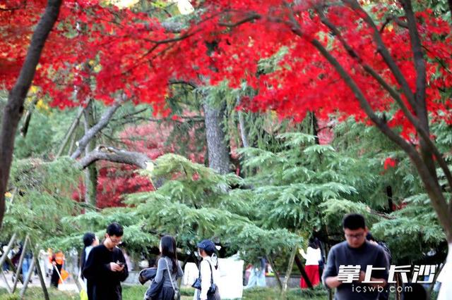 红枫如火 冬日亮色｜组图