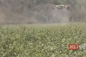 湖北郧西双掌坪茶叶种植基地应对低温寒冷天气，无人机喷洒生长调节剂，提高茶叶抗冻能力图片