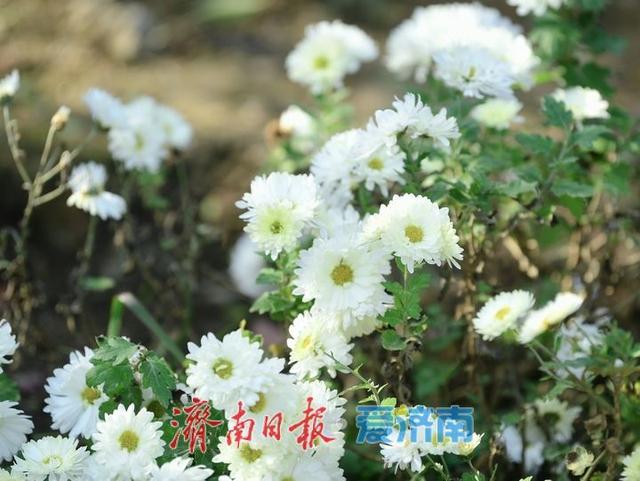 层林尽染秋意浓，“佛山赏菊”正当时