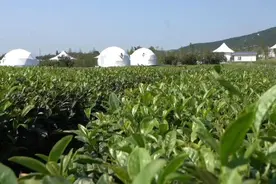 果然视频丨走进日照市岚山区巨峰镇，看茶叶“升值记”如何上演图片