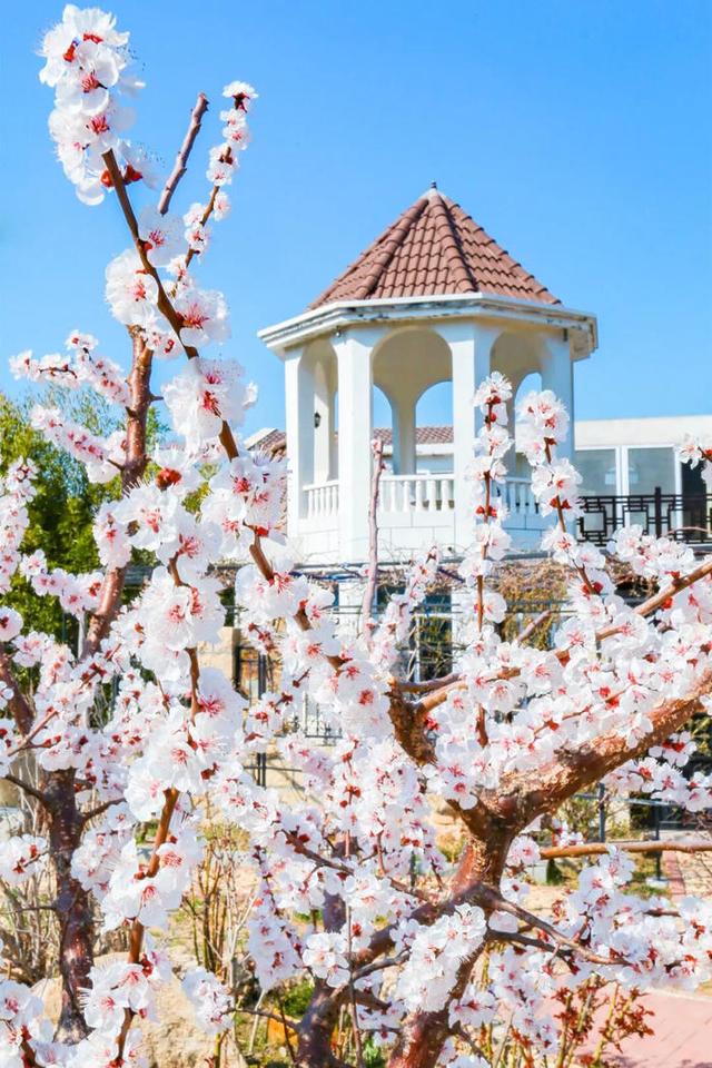 快来看！山东的杏花也太会开了