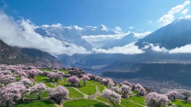 林芝·粉——世界屋脊的桃花源记