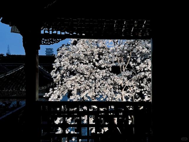 研学“趣”扬州｜何园花窗研学招募啦！