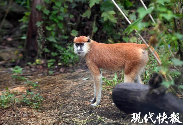 南京红山森林动物园南门新区正式开放，非洲区、唐家河展区全新亮相