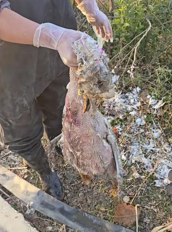 “挺吓人的，18斤大鹅在家门口河沟里瞬间消失”，寻回大鹅尸体，身上几乎无毛，还有四五处伤口