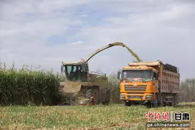 甘肃民乐玉米大豆带状复合种植实现增产增收图片