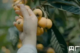 地道中国果丨夏风吹暖天  江南枇杷熟图片