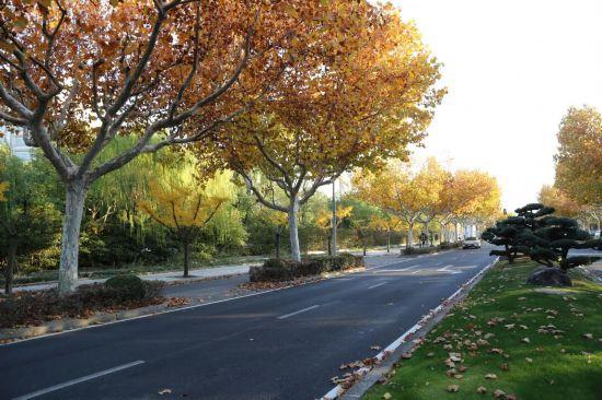 这场秋日浪漫别错过 申城落叶道体验进入倒计时