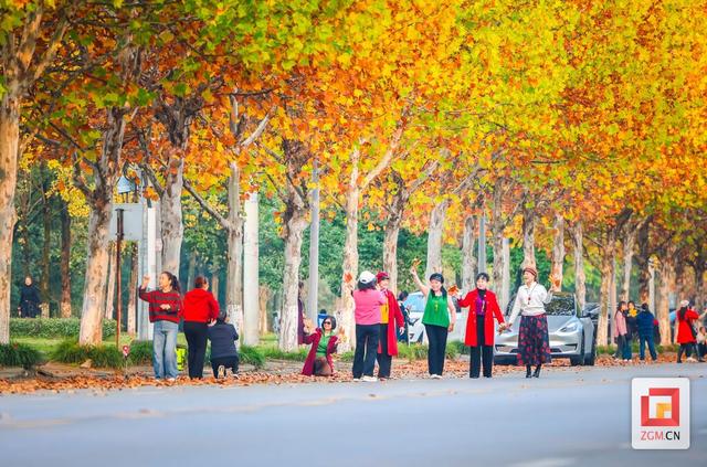 盐都冬日限定浪漫：板仓梧桐大道落叶铺就“金色地毯”