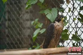 探访云南省德宏州野生动物收容救护中心图片