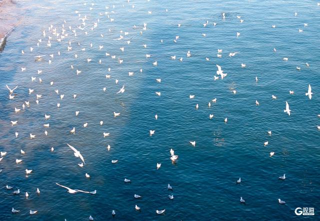 青岛冬日的海，是这座城市的浪漫注脚