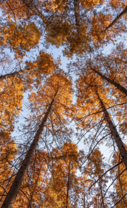 秋冬拍照超出片！郑州5个观赏水杉的好去处→