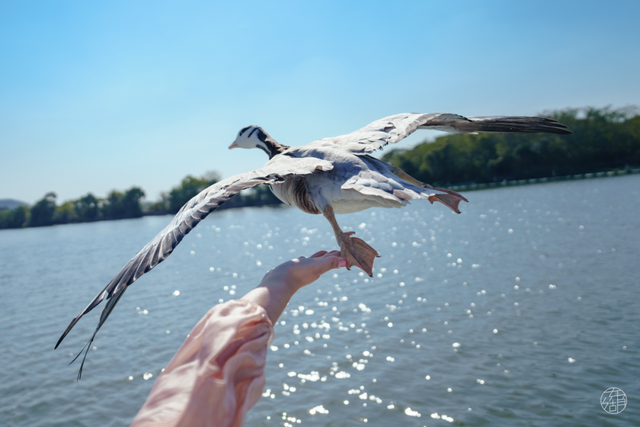 大雁伴飞、鱼鹰伴游，东湖生境雁岛全攻略来了！