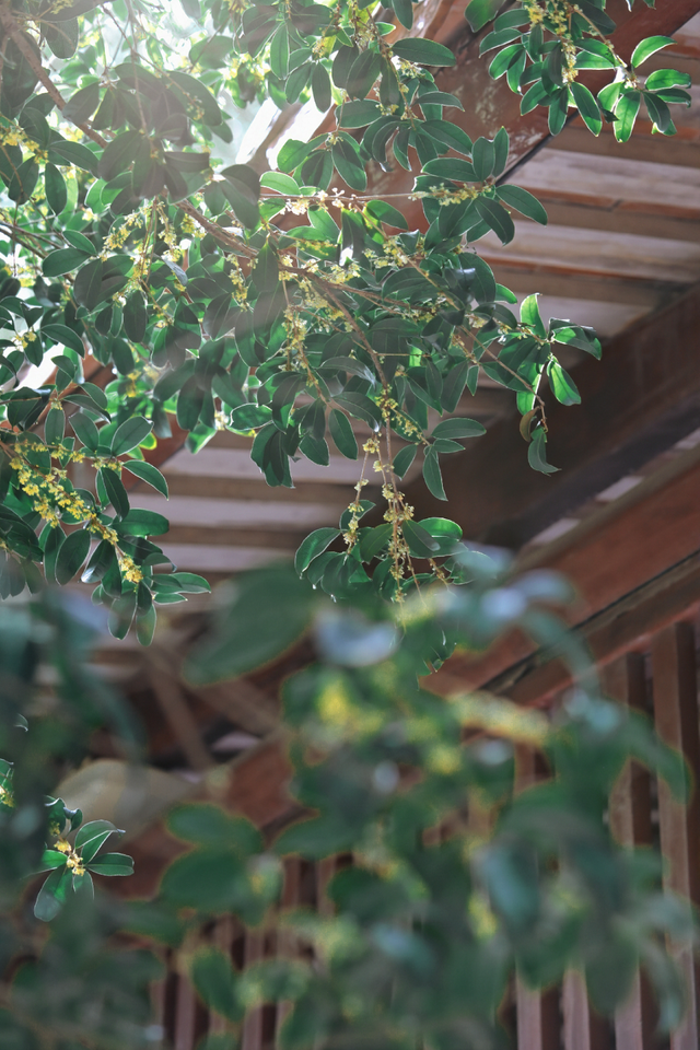 破案了！西街飘散的香味，源头竟然在开元寺