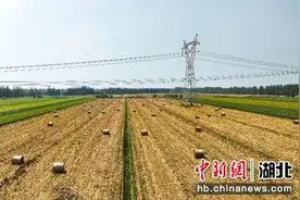 荆门屈家岭：“秸”尽所用 变废为宝图片