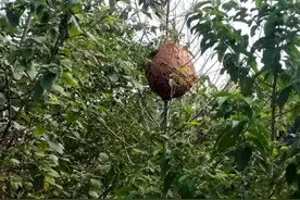 四川达州蓝天救援队一周摘除上百个马蜂窝，“蜂狂”现象引人大代表关注：马蜂窝该由谁来捅？图片