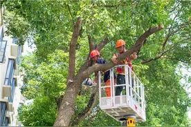 “大树扰民”遭吐槽！看金山这里如何化解～图片